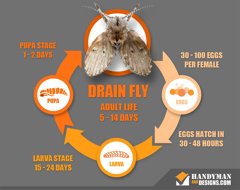 Drain Fly Life Cycle Graphic