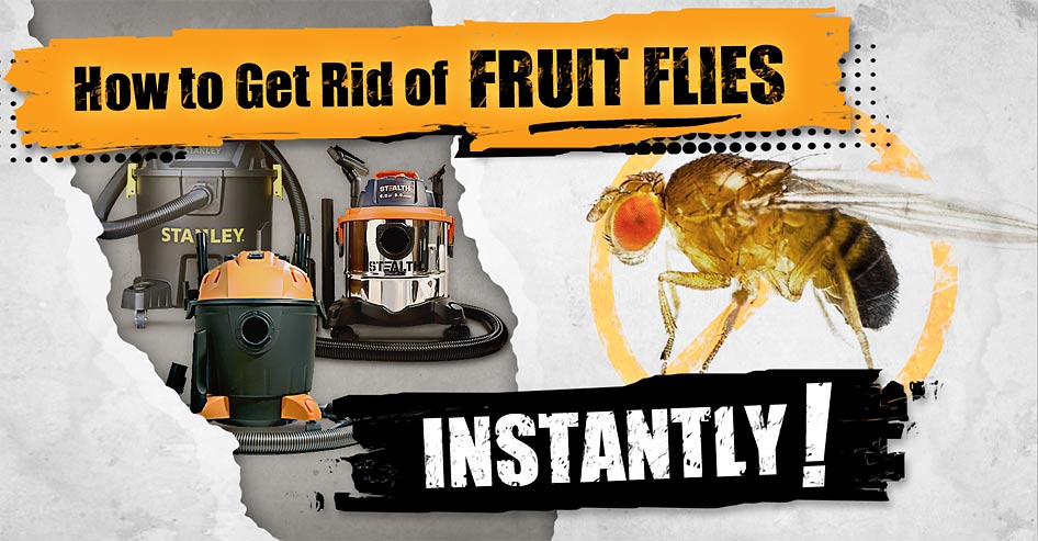 How to Get Rid of Fruit Flies Instantly Feature